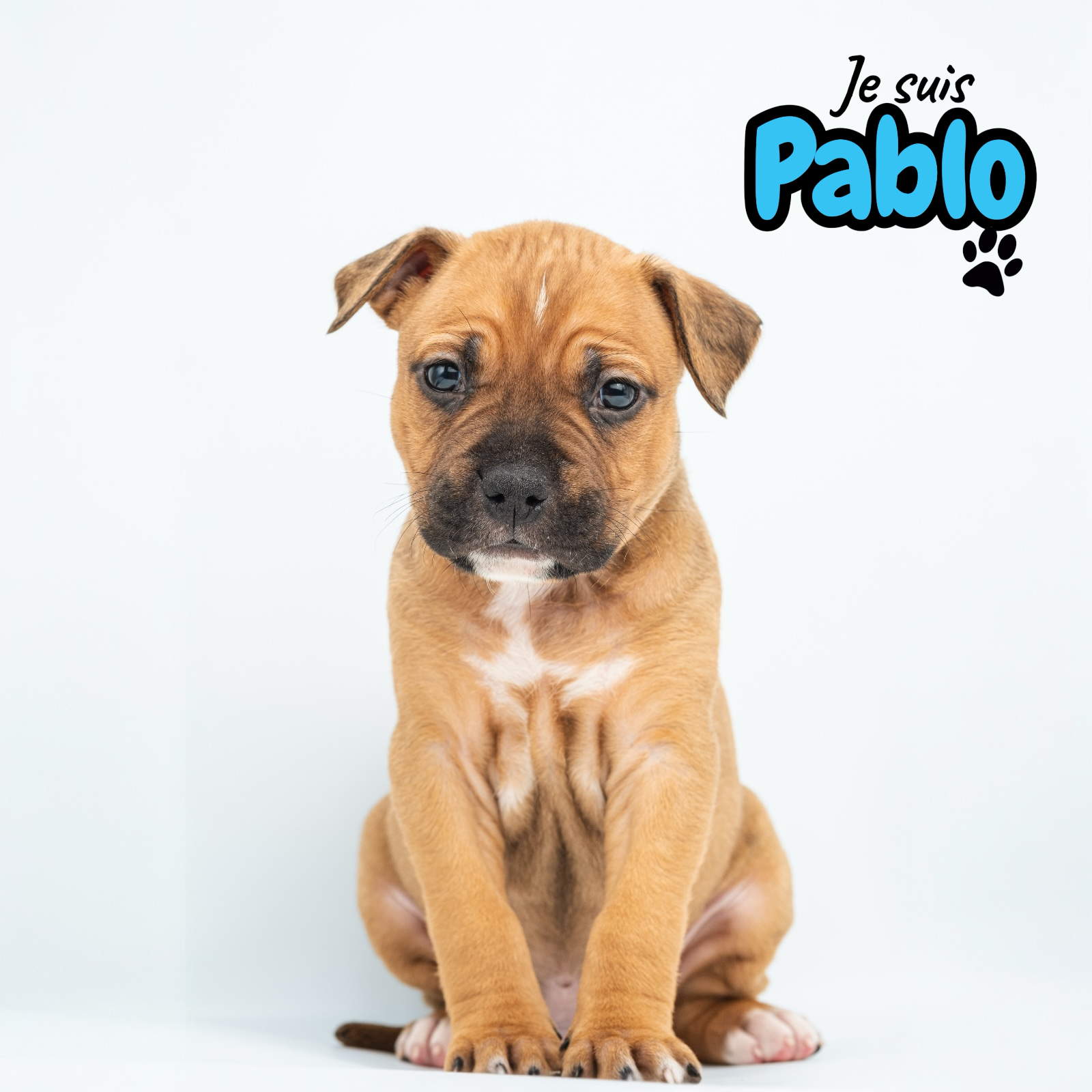 Chiots American staff - Miniature 2