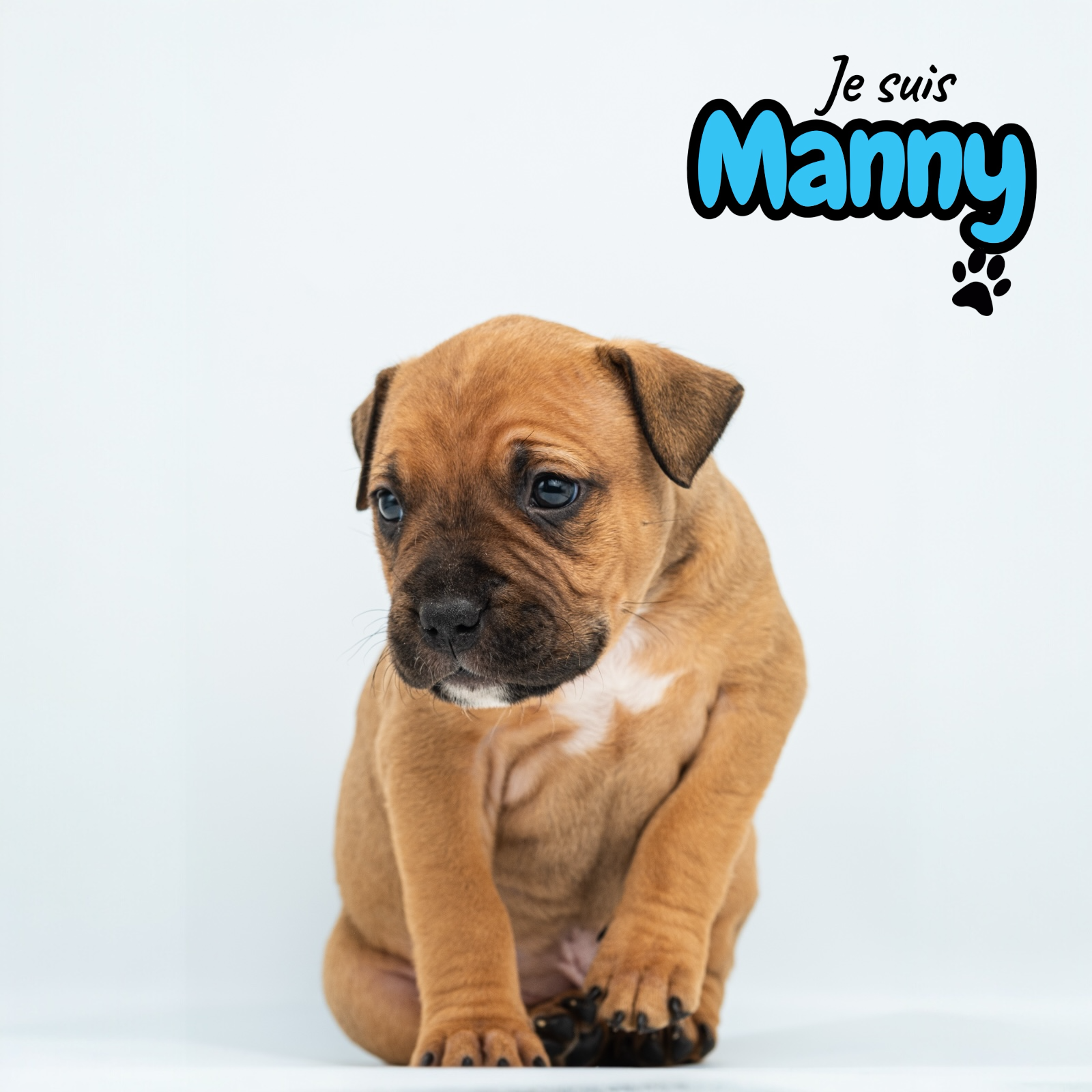 Chiots American staff - Miniature 7