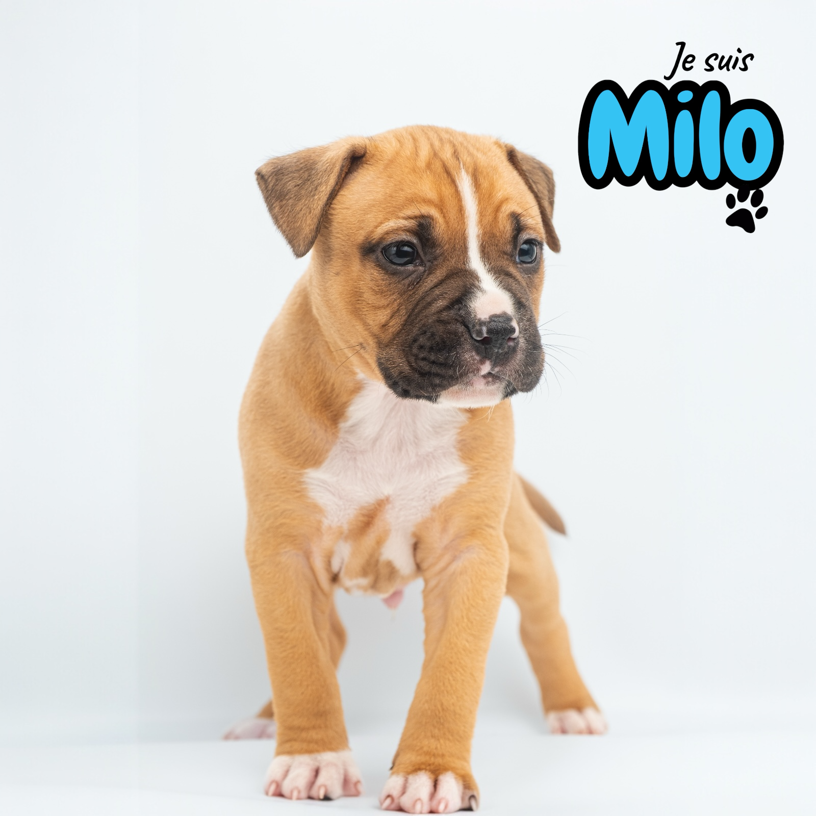 Chiots American staff - Miniature 4