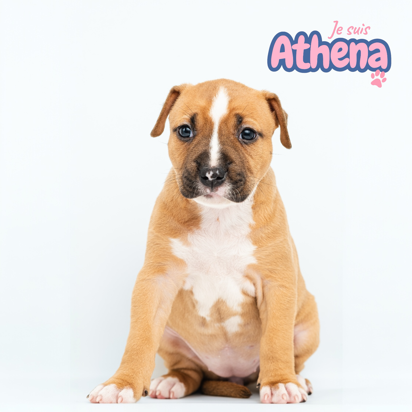 Chiots American staff - Miniature 5