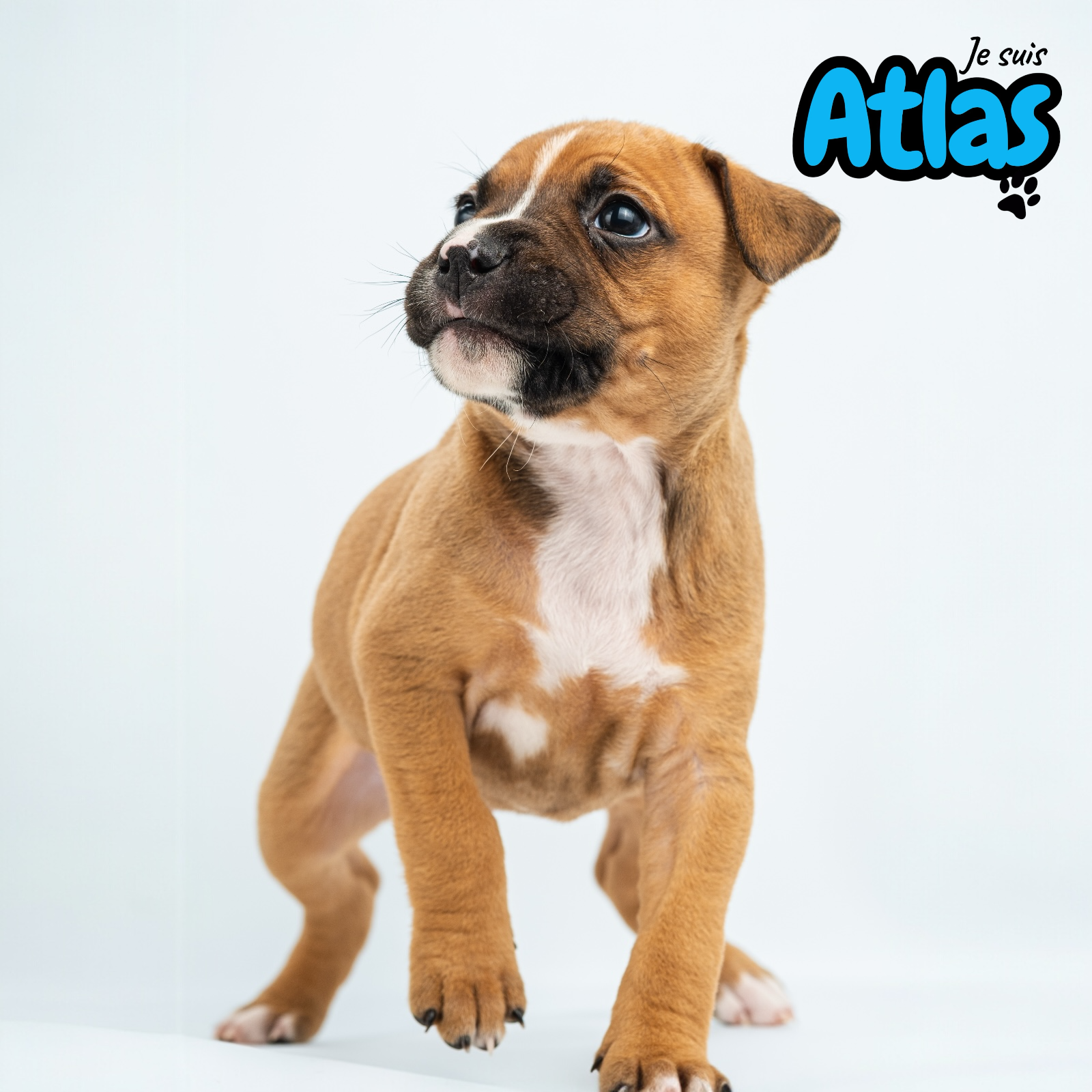 Chiots American staff - Miniature 3