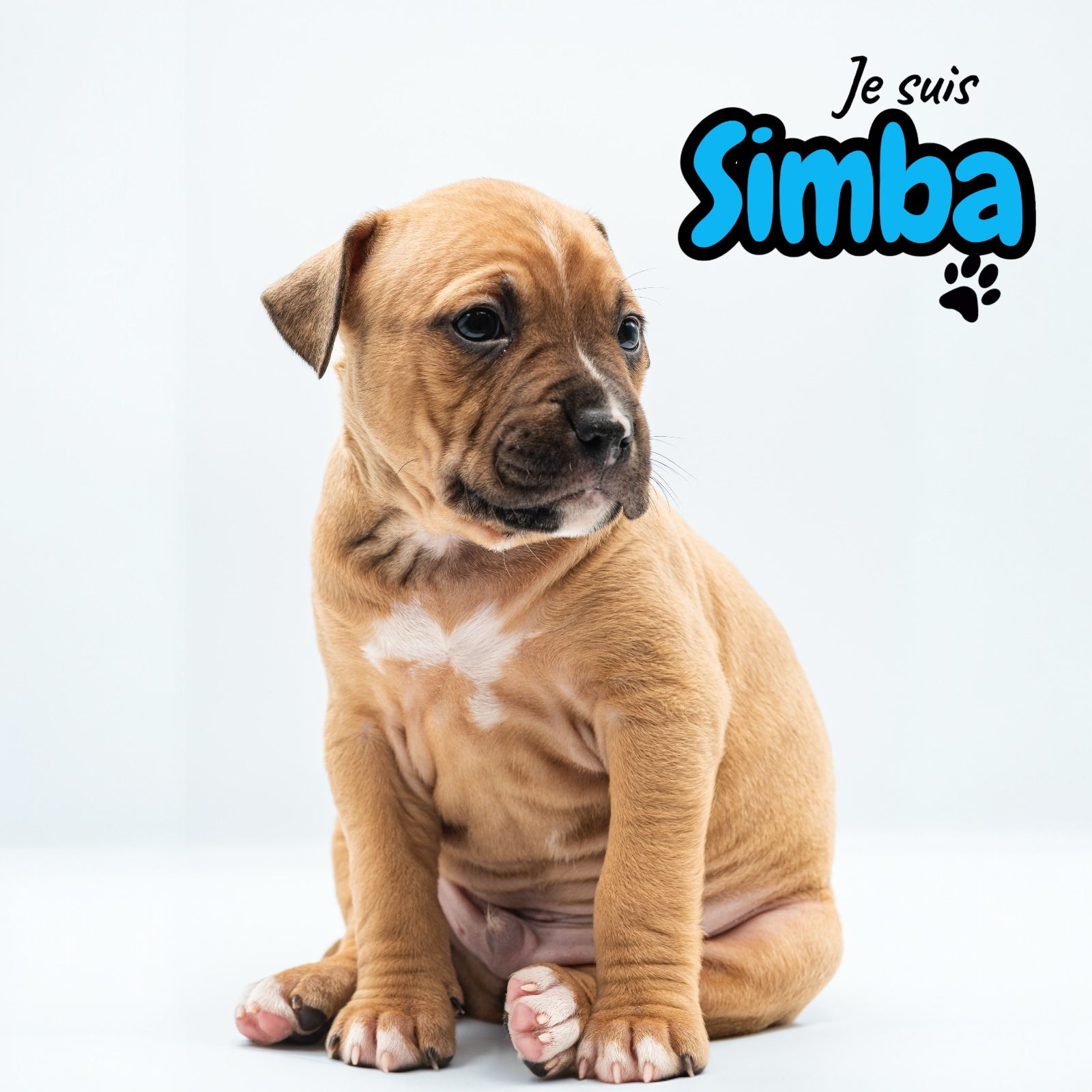 Chiots American staff - Miniature 6