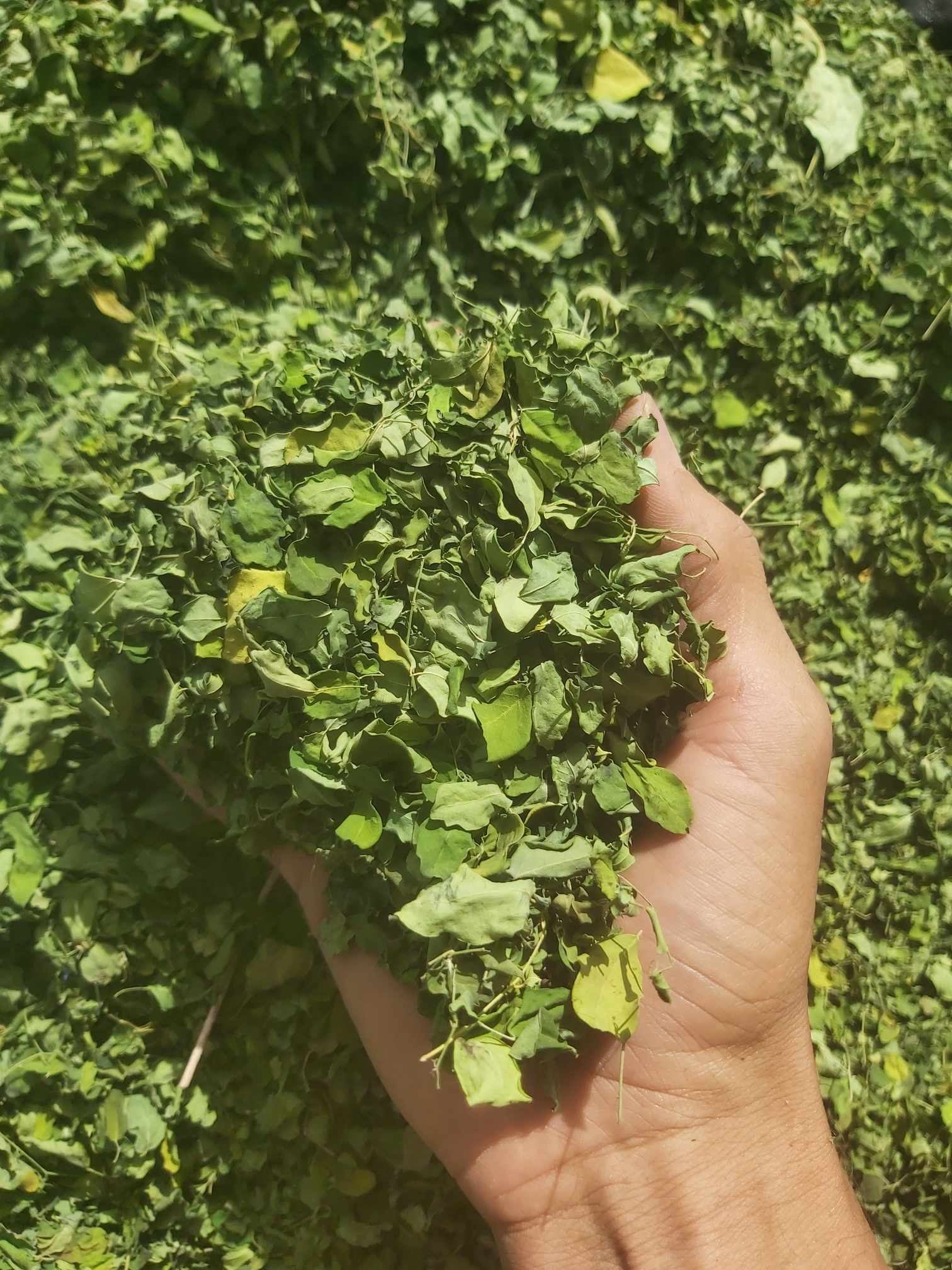 feuilles de moringa fraîches