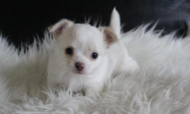 Adorable chiot chihuahua femelle