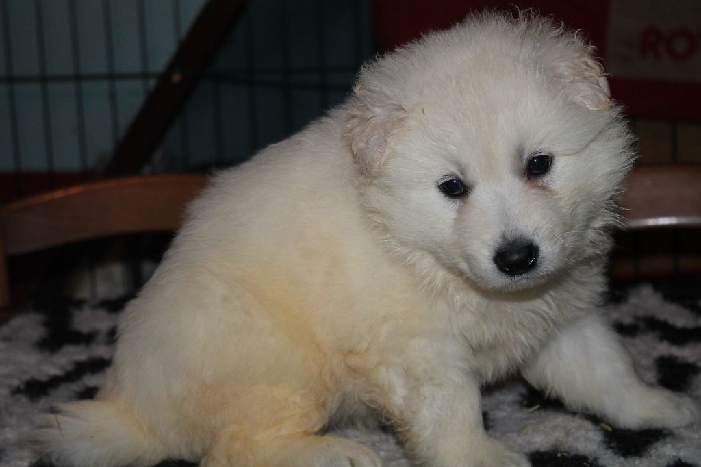 A donner Chiot berger balnc suisse femelle non lof