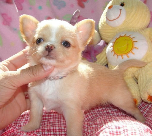 Magnifique chiot chihuahua A DONNER