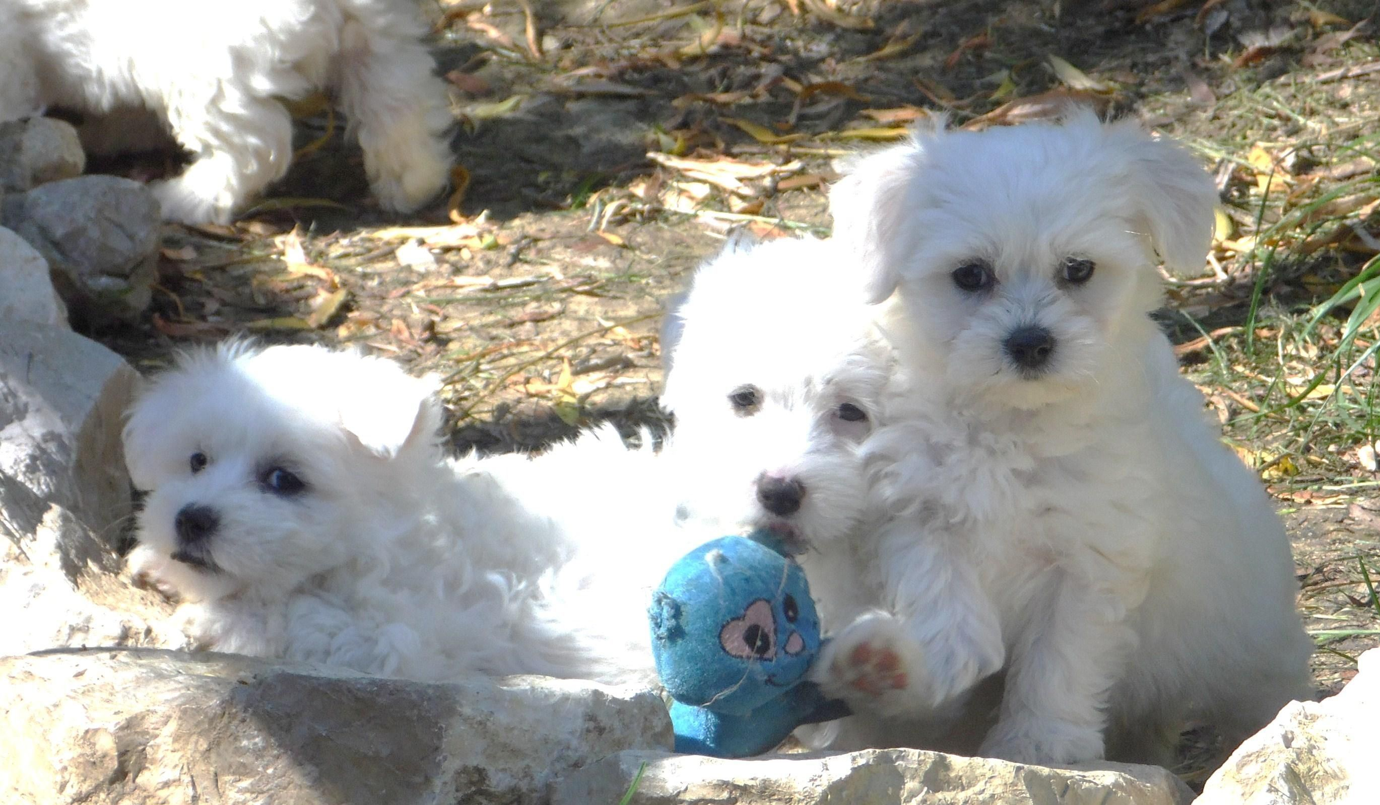 Chiots bichon maltais