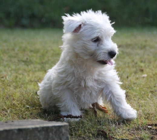 Animal moins de 8 semaine