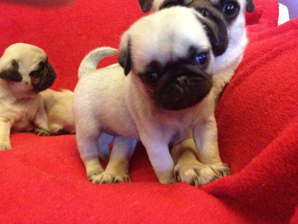 Chiots carlins à adopter