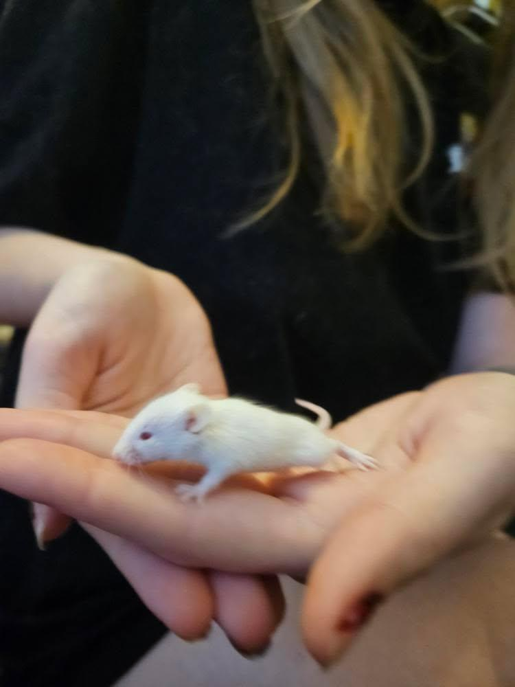 Souris domestique - Photo 1