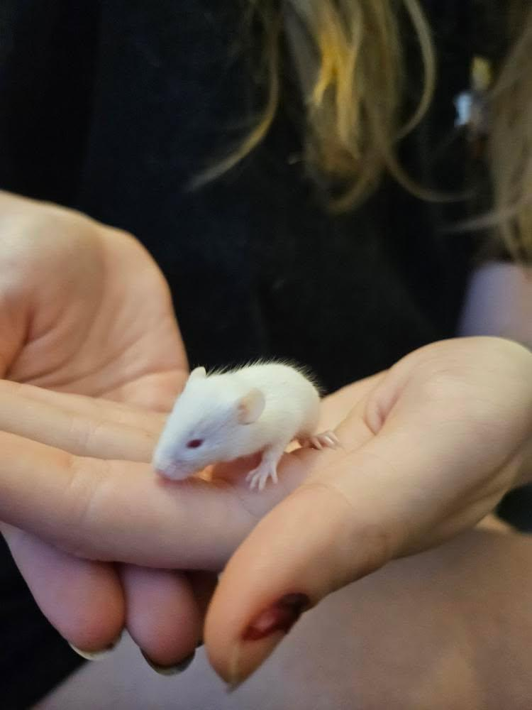 Souris domestique - Miniature 2