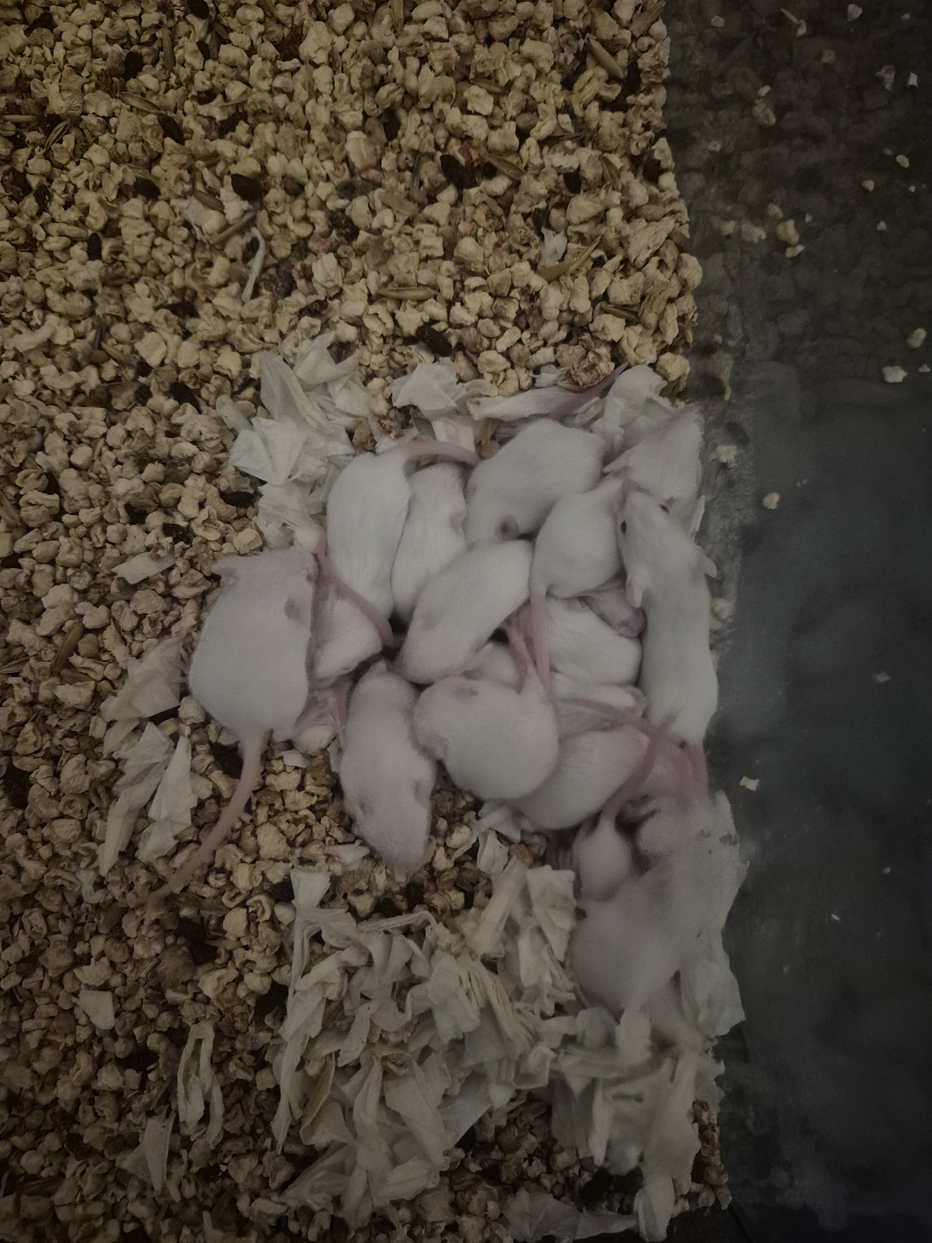 Souris domestique