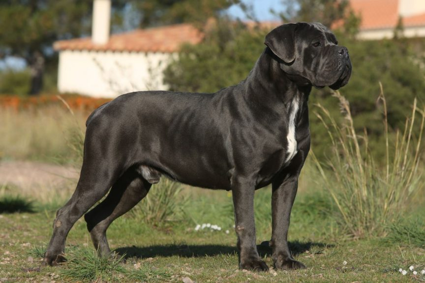 Cherche femme de ménage pour sallie avec mon chien