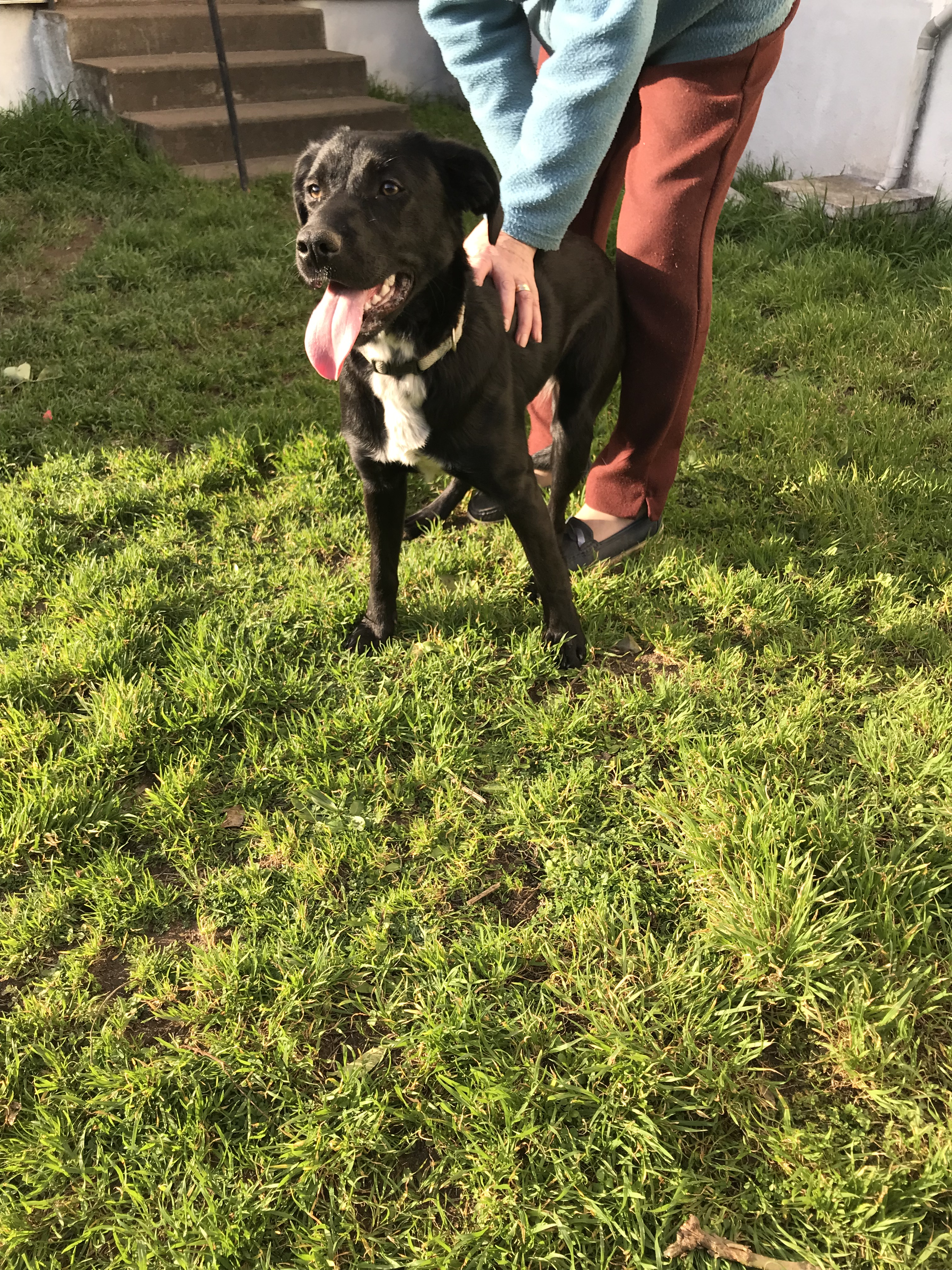 Labrador femelle noire