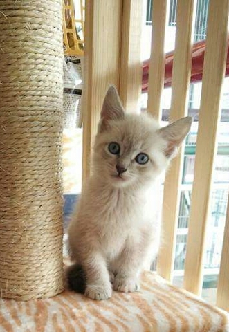 Chatons Sacré de Birmanie A DONNER