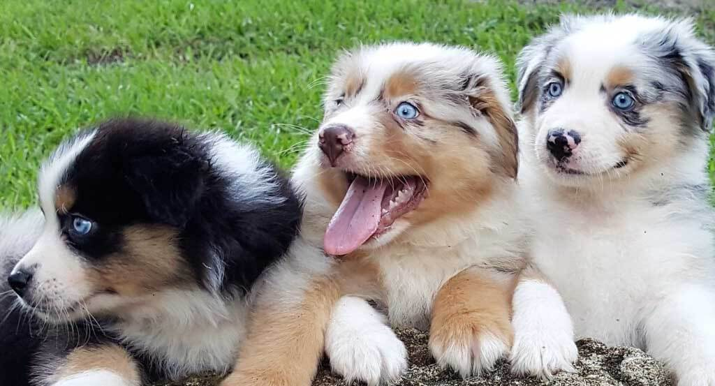 Jolis chiots berger australien lof