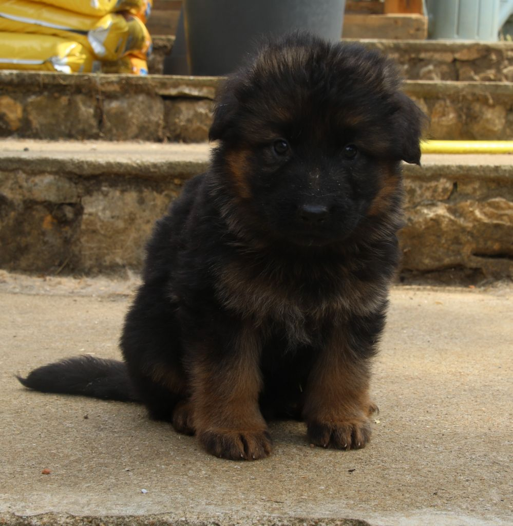 Chiot berger allemand