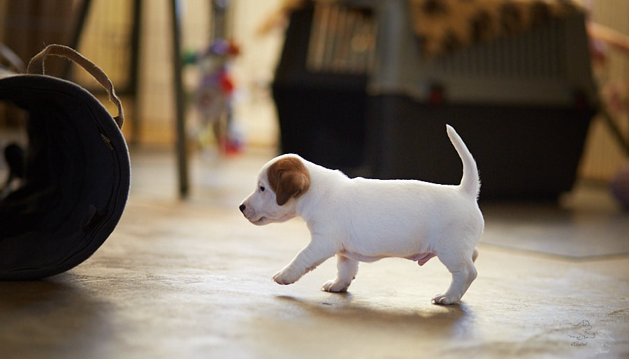 Jack Russel