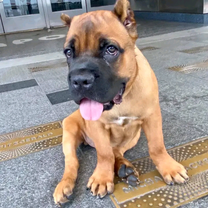 Boebull pure