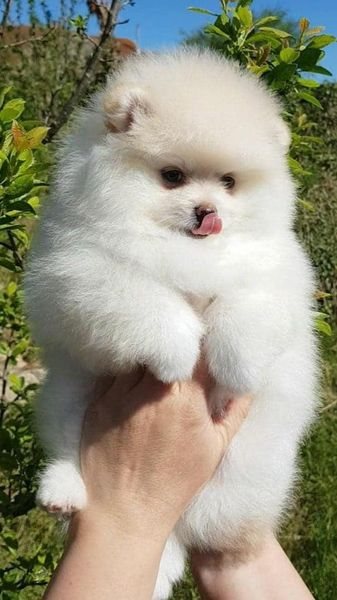 spitz allemand à donner