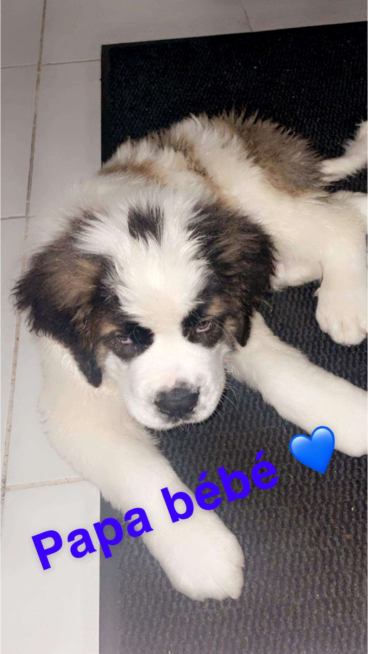 Saint Bernard