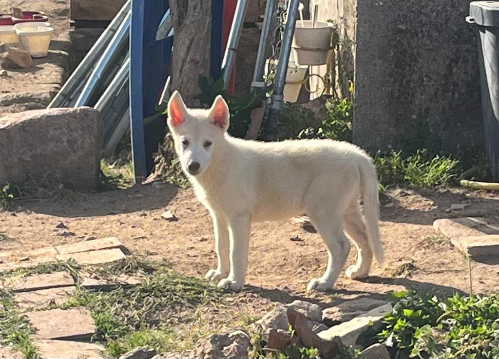 Chiots Husky pour l'adoption
