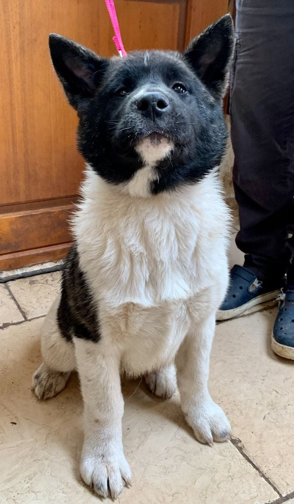 Chiots Akita americain