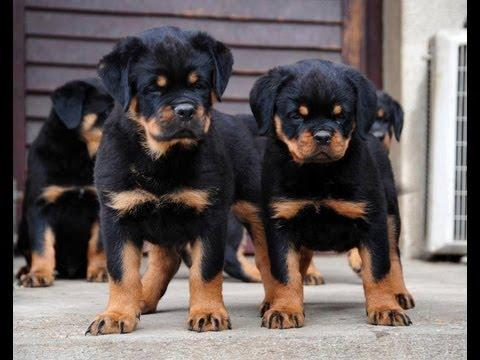 chiots rottweiler  lof