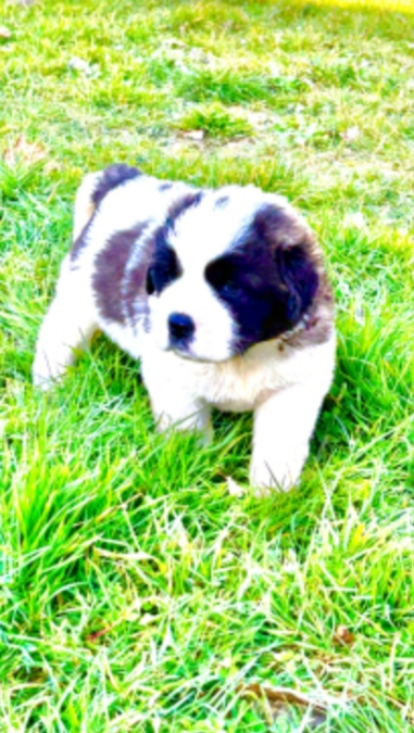 Saint Bernard