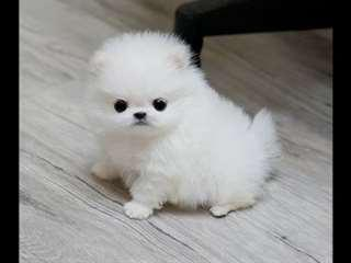 Donne magnifique chiot Pomeranien propre, sociable.