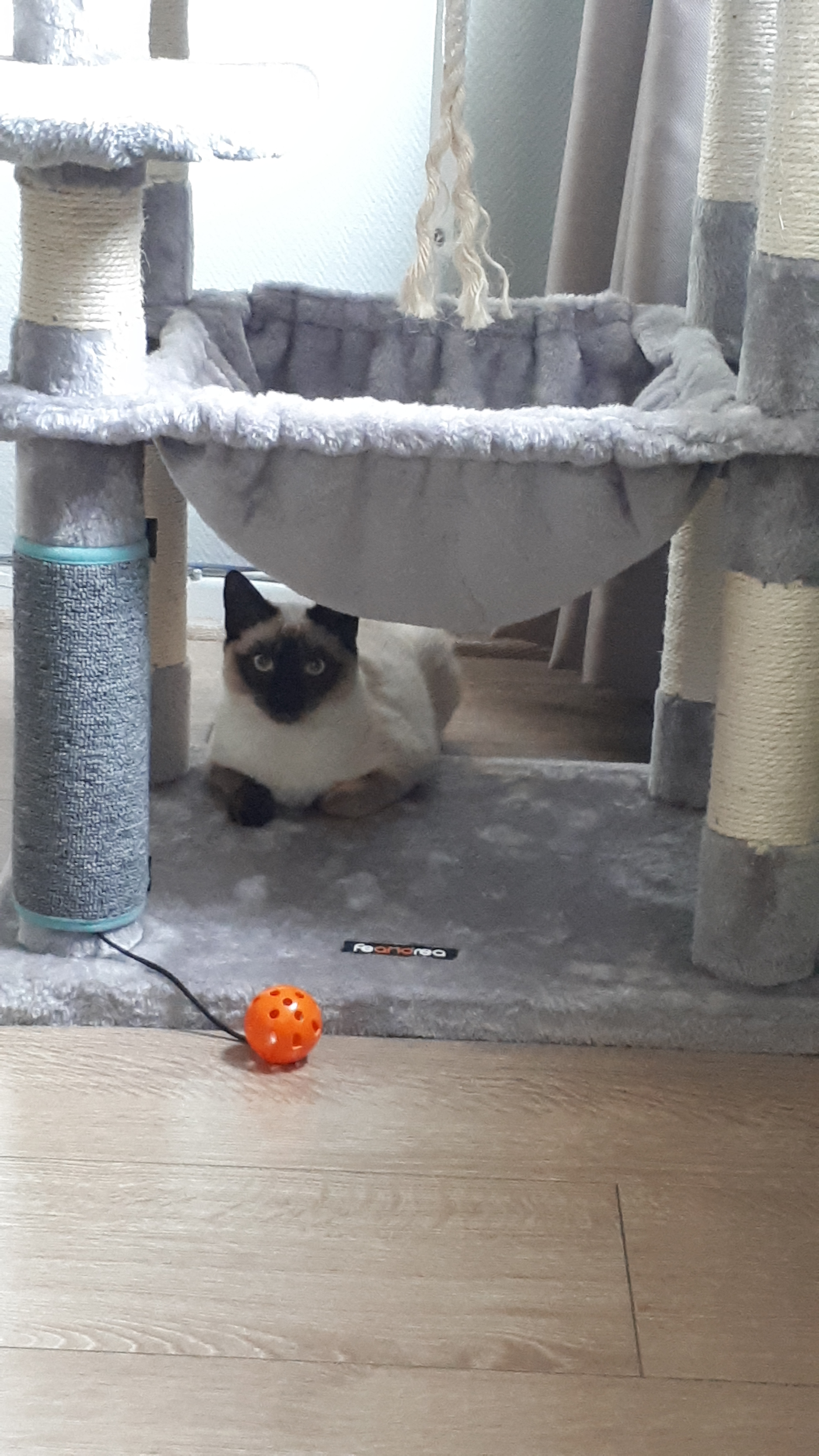 Chats siamois