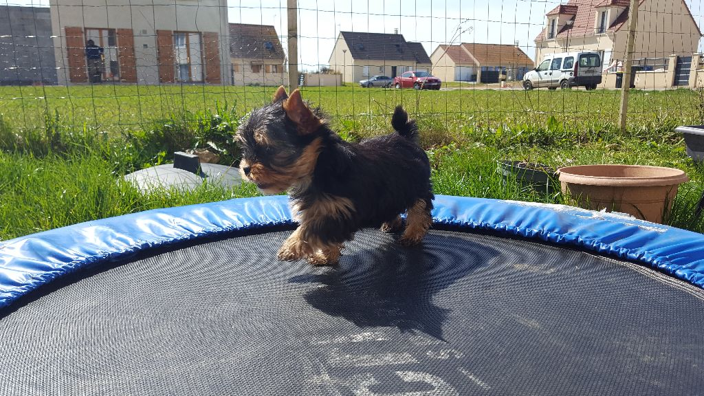 Bb yorkshire femelle