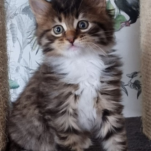 adorables chatons maine coons