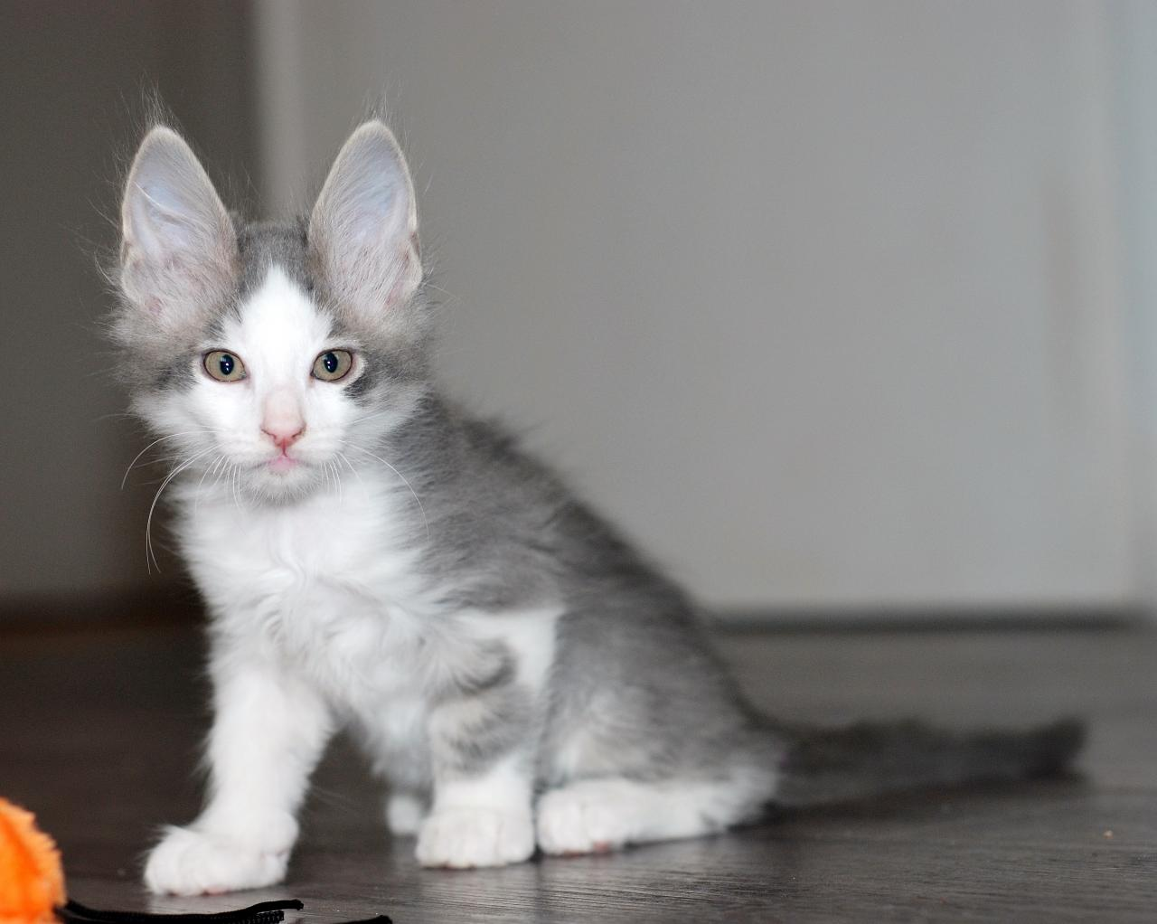 Adoptions des chatons