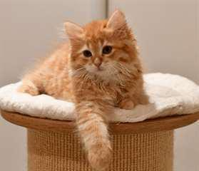 Chaton type sibérien à donner à 1 famille aimable