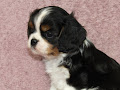 Chiot Cavalier Charle Spaniel Femelle a donnez