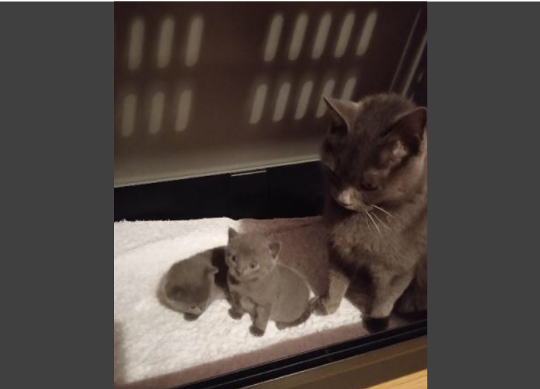Magnifique chaton chartreux à donner