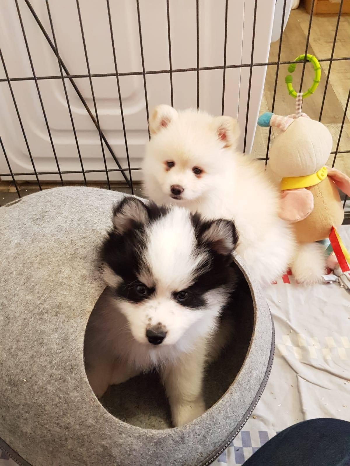 Magnifique pomsky