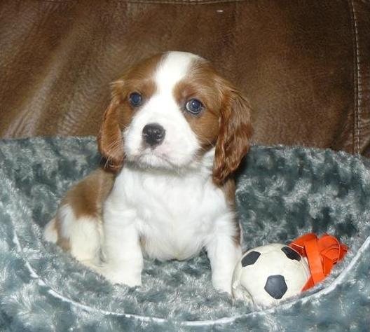CAVALIER KING CHARLES