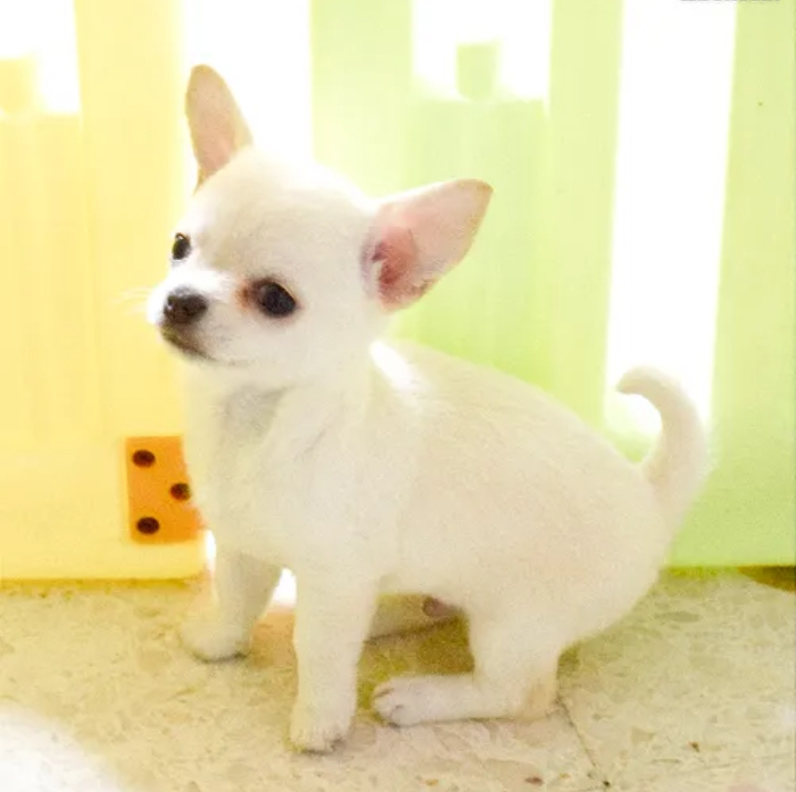 Je vends mes chiots