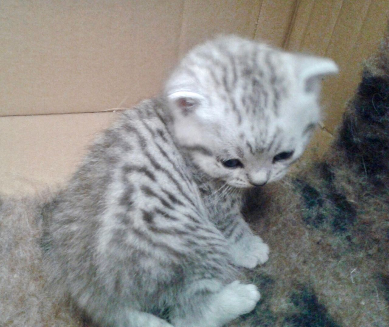 chaton british shorthair 