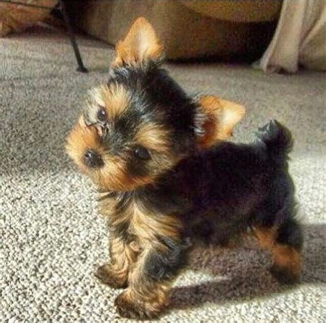 chiots yorkshire terrier disponible