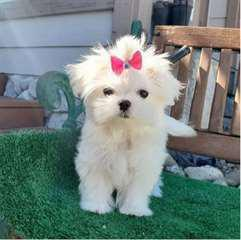 Adorable chiot bichon maltais femelle à donner