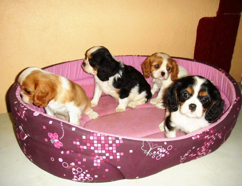 CHIOTS CAVALIERS KING CHARLES LOF - Miniature 2