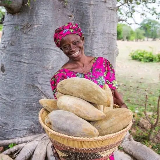 Fruits de baobab
