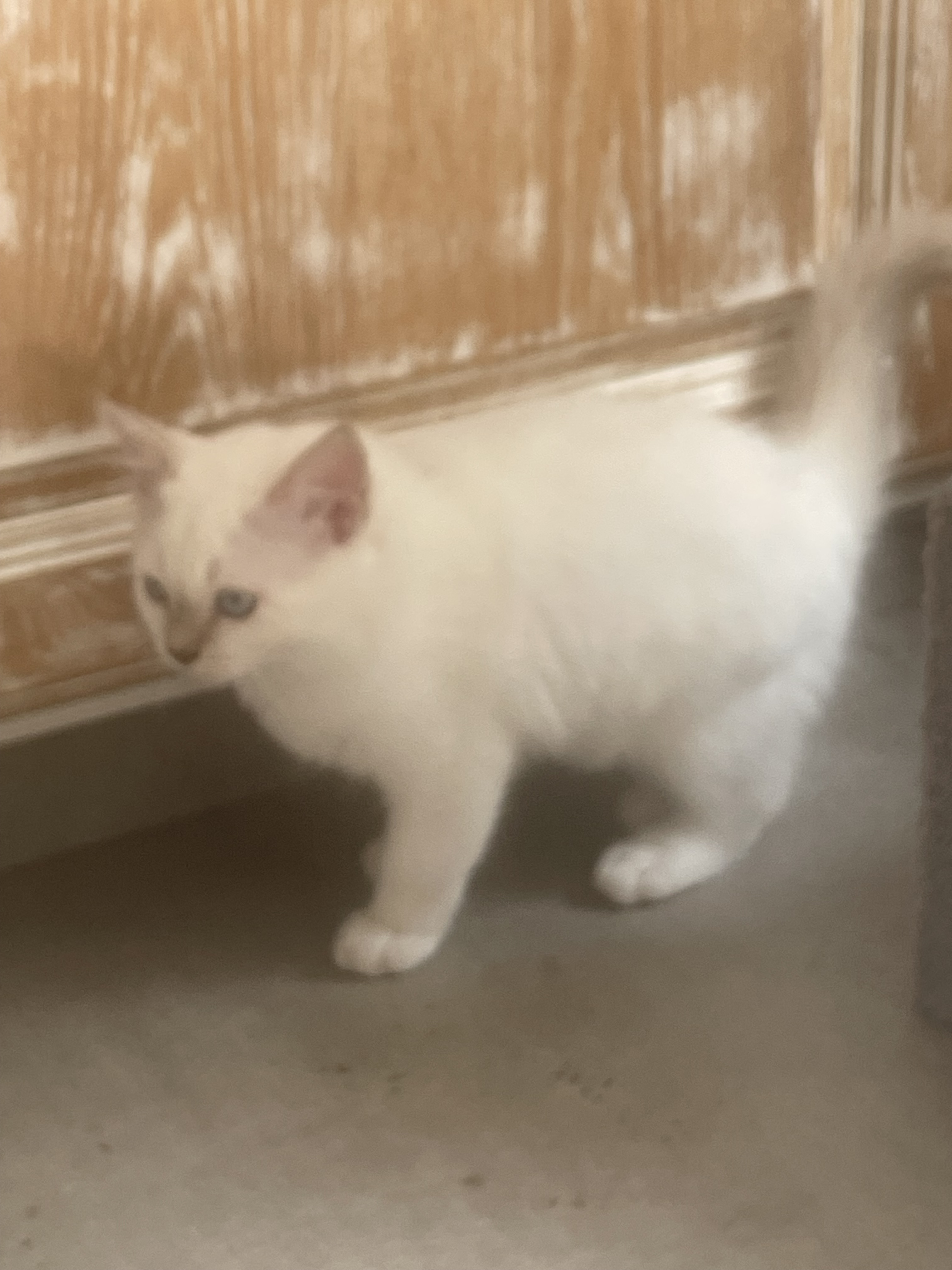 Chatons Sacré de Birmanie LOOF à adopter - Miniature 10