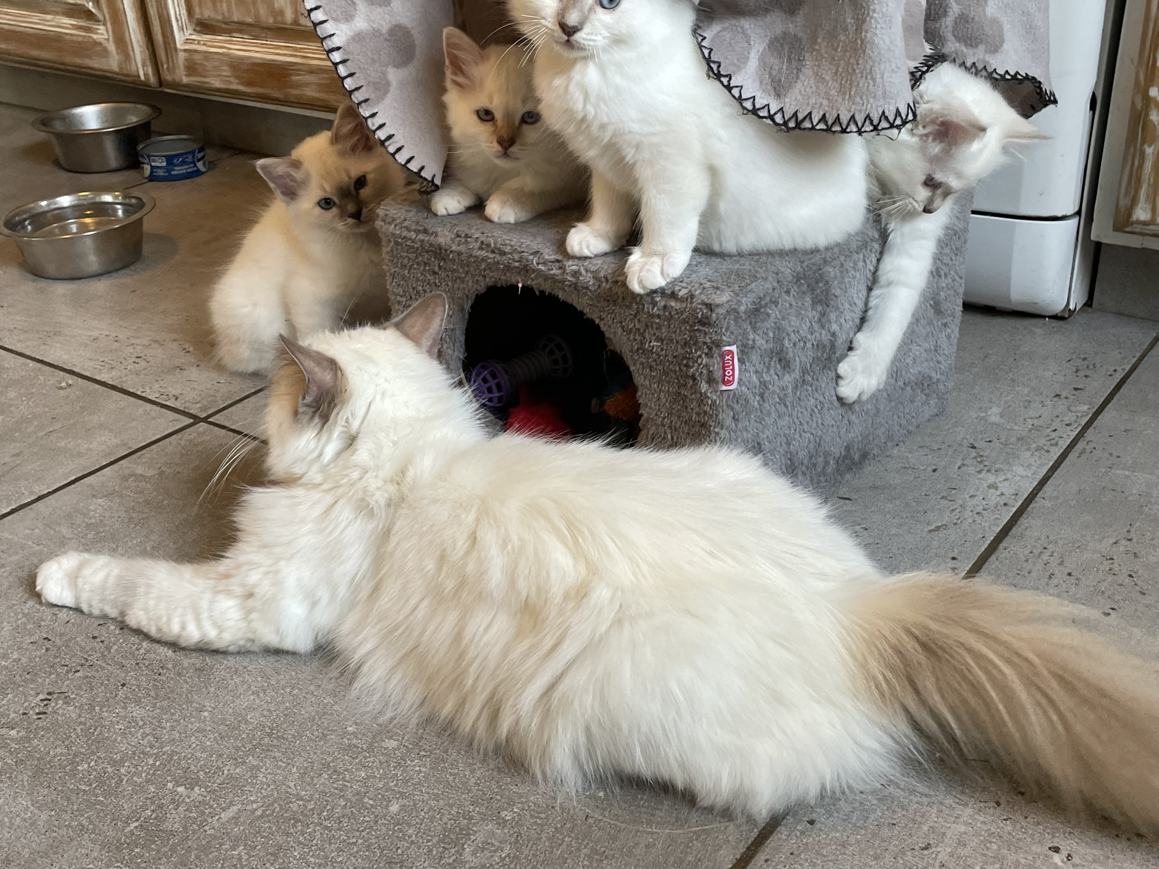 Chatons Sacré de Birmanie LOOF à adopter - Miniature 20
