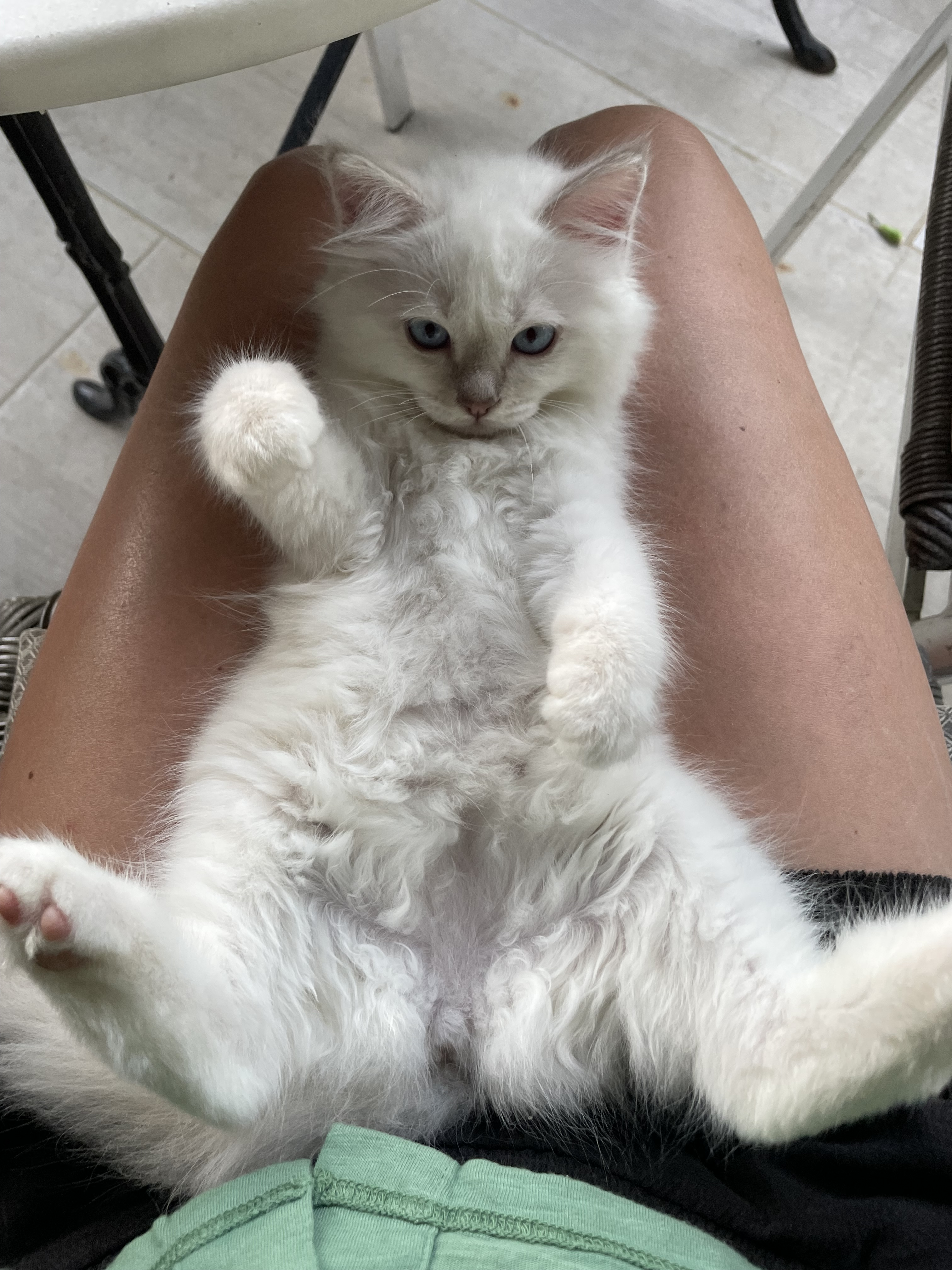 Chatons Sacré de Birmanie LOOF à adopter - Miniature 4