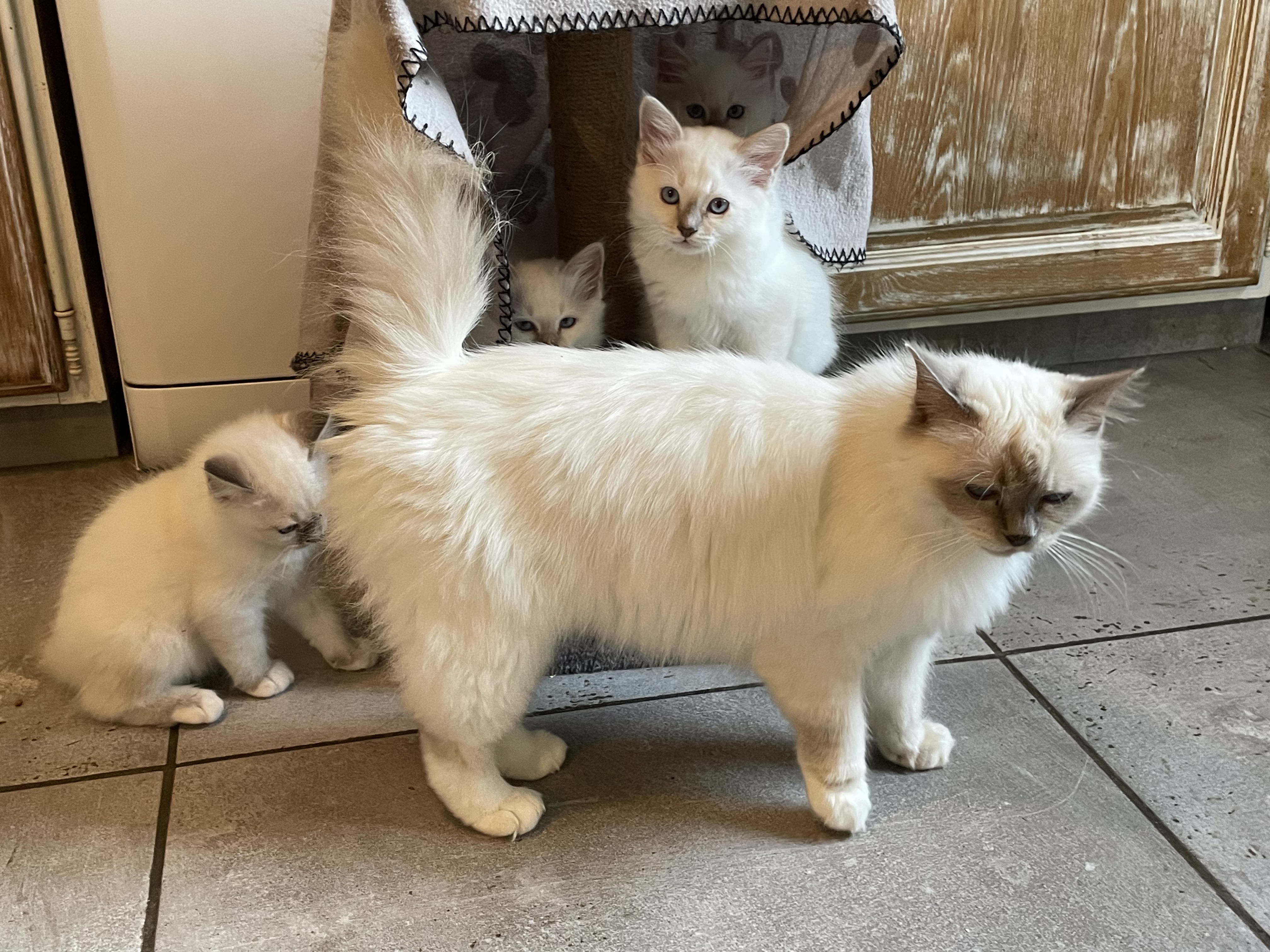 Chatons Sacré de Birmanie LOOF à adopter - Miniature 19