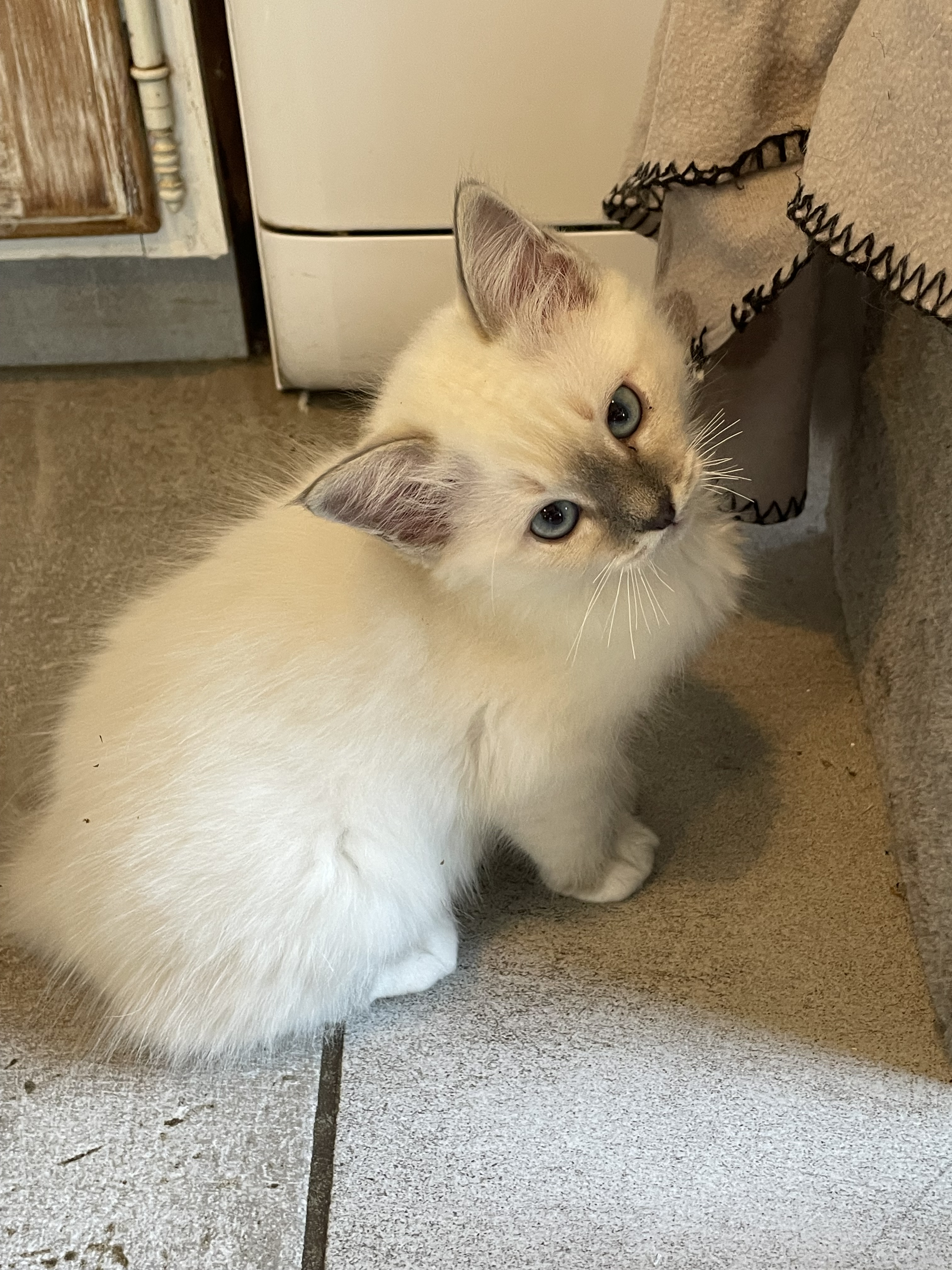 Chatons Sacré de Birmanie LOOF à adopter
